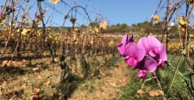 C’est l’automne, fin de vinification et retour aux vignes.