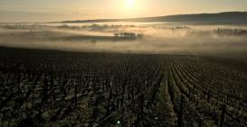 2020 vintage is starting.