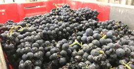 2017 : Un nouveau millésime est né.