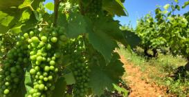 -2 mois avant vendanges...