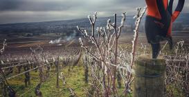 L'hiver, taille en cours...