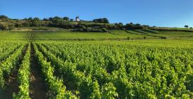 La récolte approche...